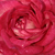 Rosa - blanco - Rosas Floribunda - Daily Sketch